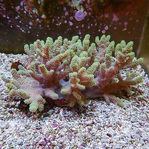 【サンゴ現物1】トサカ.sp 20-13cm 沖縄産!15時までのご注文で当日発送 ...