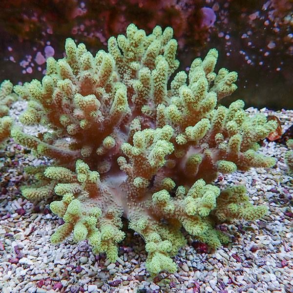 【サンゴ現物2】トサカ.sp 18-16cm 沖縄産!15時までのご注文で当日発送 ...