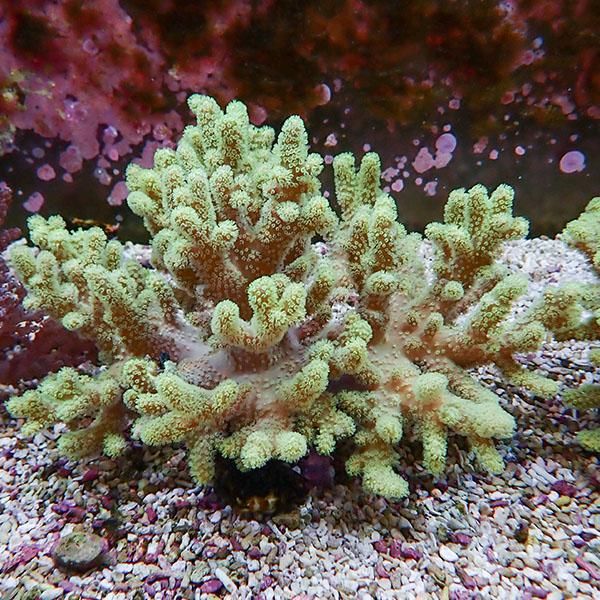 【サンゴ現物3】トサカ.sp 18-16cm 沖縄産!15時までのご注文で当日発送 ...