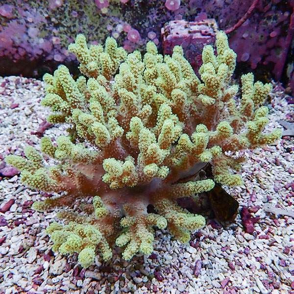 【サンゴ現物4】トサカ.sp 19-17cm 沖縄産!15時までのご注文で当日発送 ...