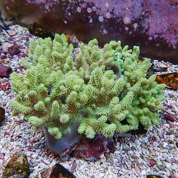 【サンゴ現物5】トサカ.sp 18-14cm沖縄産!15時までのご注文で当日発送 ...