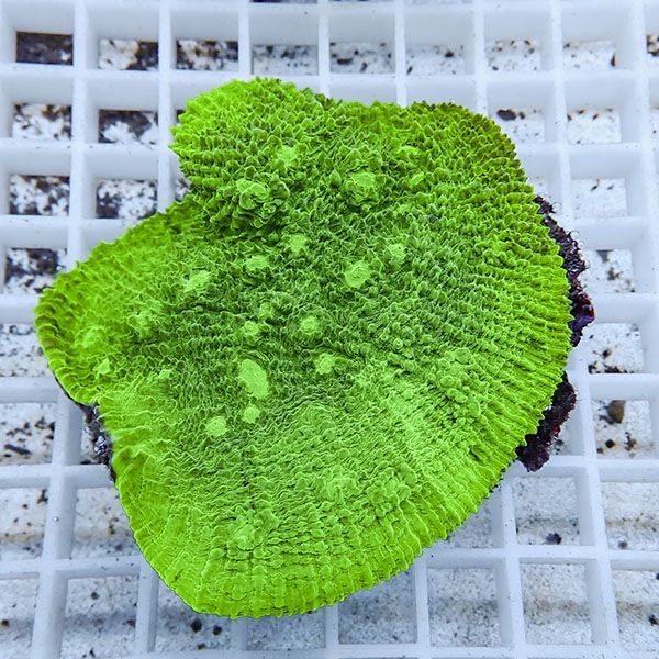 【サンゴ現物1】 キッカサンゴ !15時までのご注文で当日発送 【サンゴ】...