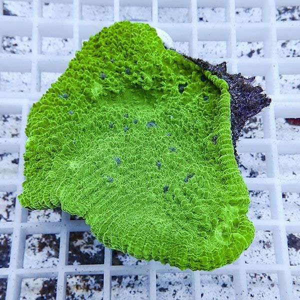 【サンゴ現物2】 キッカサンゴ !15時までのご注文で当日発送 【サンゴ】...