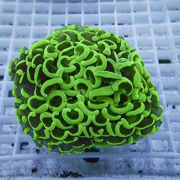 【サンゴ現物10】ナガレハナサンゴ!15時までのご注文で当日発送 【サン...