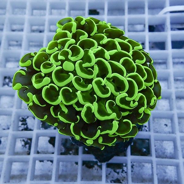 【サンゴ現物12】ナガレハナサンゴ!15時までのご注文で当日発送 【サン...