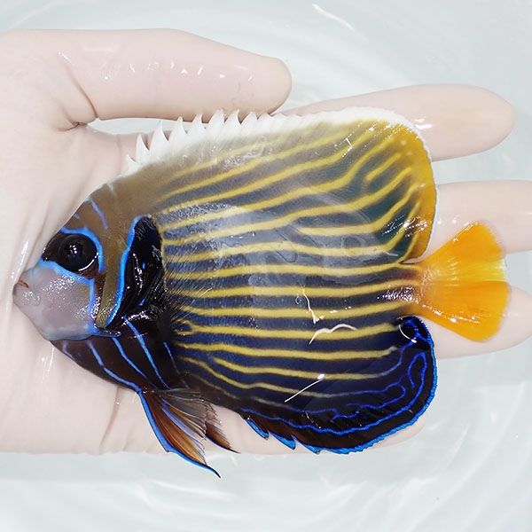 【現物1】タテジマキンチャクダイ12cm±!海水魚 ヤッコ 15時までのご注...