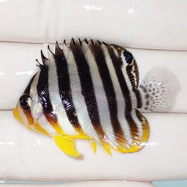 【現物3】sale シマヤッコ 4.2cm±! 海水魚 生体 15時までのご注文で当日...