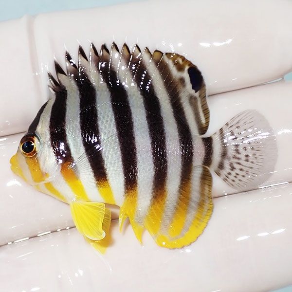 【現物9】sale シマヤッコ 4.5cm±! 海水魚 生体 15時までのご注文で当日...