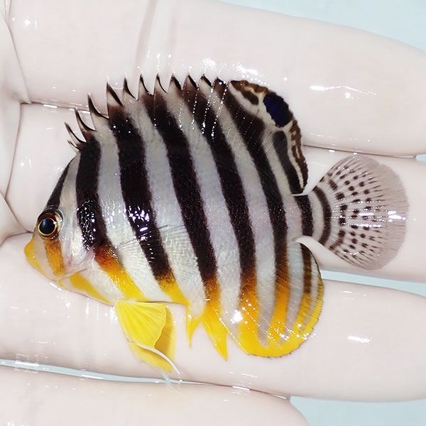 【現物10】sale シマヤッコ 5.5cm±! 海水魚 生体 15時までのご注文で当...