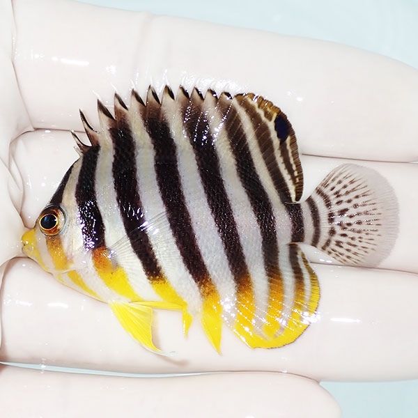 【現物4】sale シマヤッコ 5.5cm±! 海水魚 生体 15時までのご注文で当日...