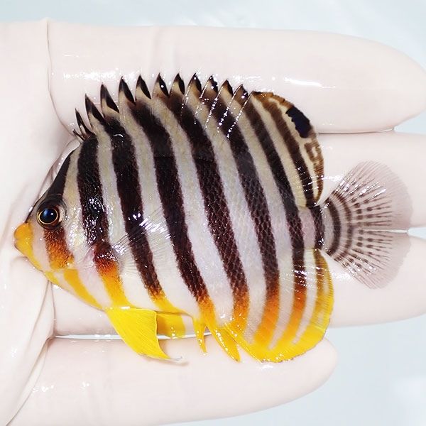 【現物5】sale シマヤッコ 7cm±! 海水魚 生体 15時までのご注文で当日発...