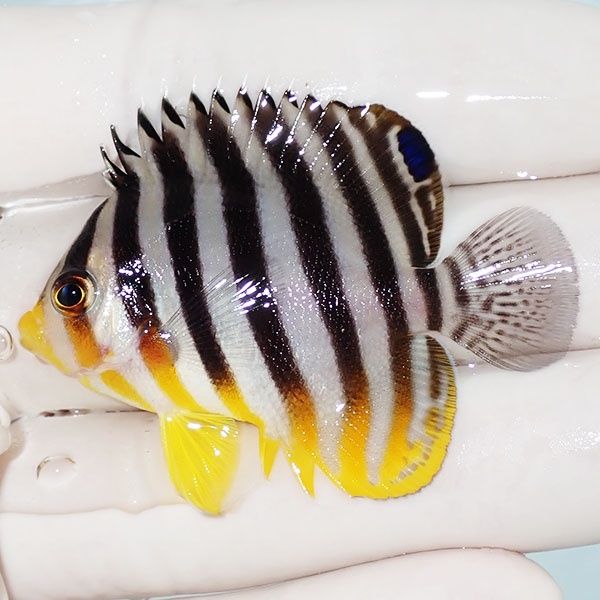 【現物1】saleシマヤッコ 5cm±! 海水魚 生体 15時までのご注文で当日発...
