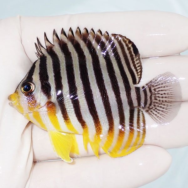 【現物2】sale シマヤッコ 6.5cm±! 海水魚 生体 15時までのご注文で当日...