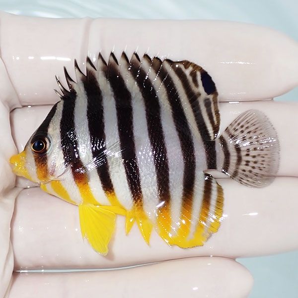 【現物12】sale シマヤッコ 5.5cm±! 海水魚 生体 15時までのご注文で当...