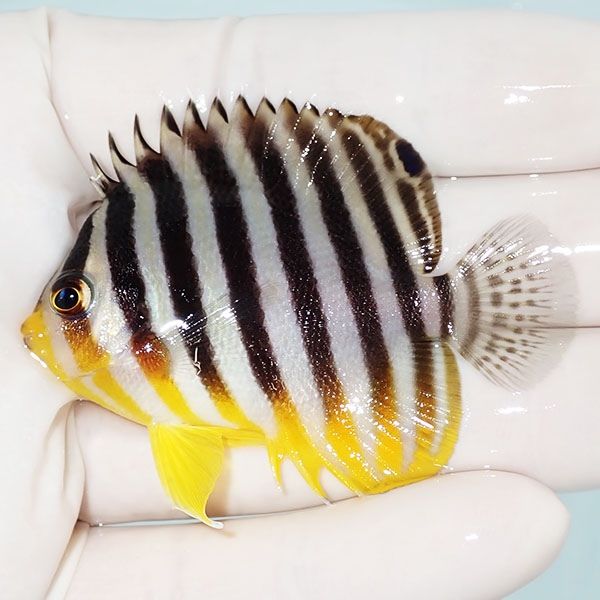 【現物8】sale シマヤッコ 6cm±! 海水魚 生体 15時までのご注文で当日発...