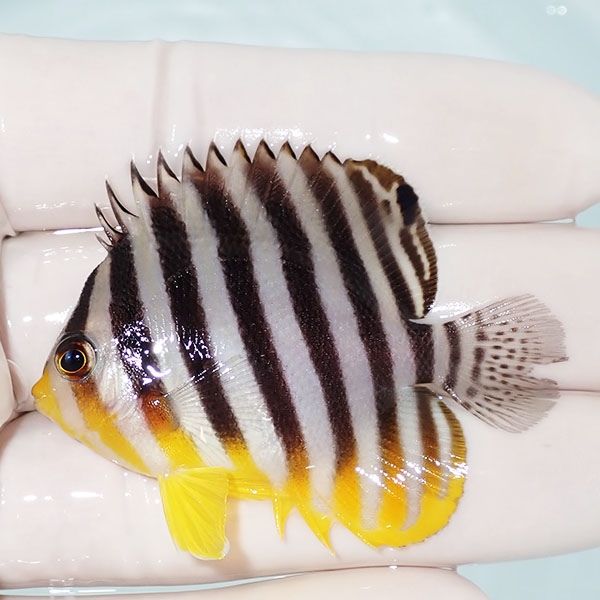 【現物13】尾びれ欠け シマヤッコ 5.5cm±! 海水魚 生体 15時までのご注...