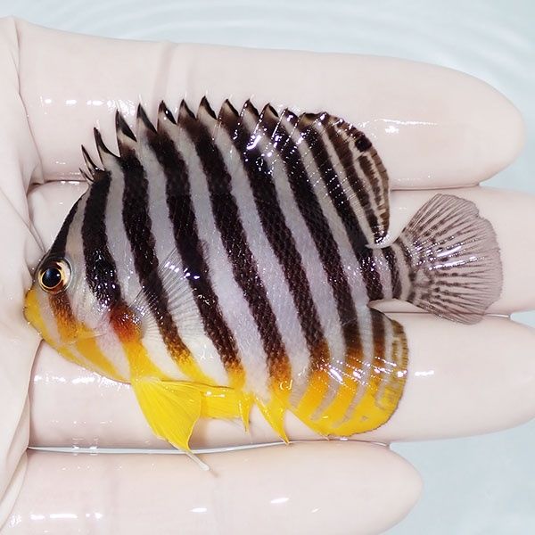 【現物11】sale シマヤッコ 6.5cm±! 海水魚 生体 15時までのご注文で当...