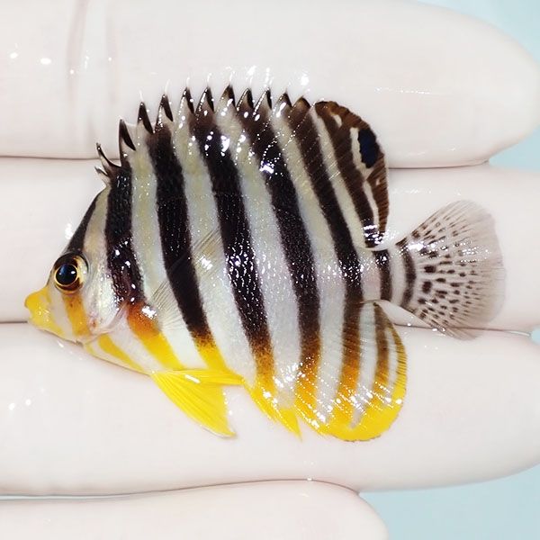 【現物6】sale シマヤッコ 5cm±! 海水魚 生体 15時までのご注文で当日発...