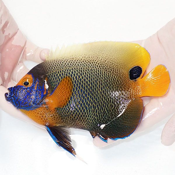 【現物1】 アデヤッコ 成魚 17.5cm±! 海水魚 ヤッコ(t111(t207