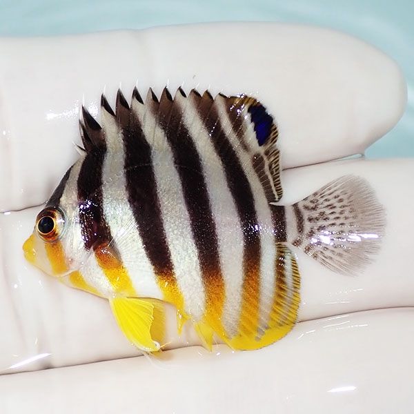 【現物7】sale シマヤッコ 4cm±! 海水魚 生体 15時までのご注文で当日発...