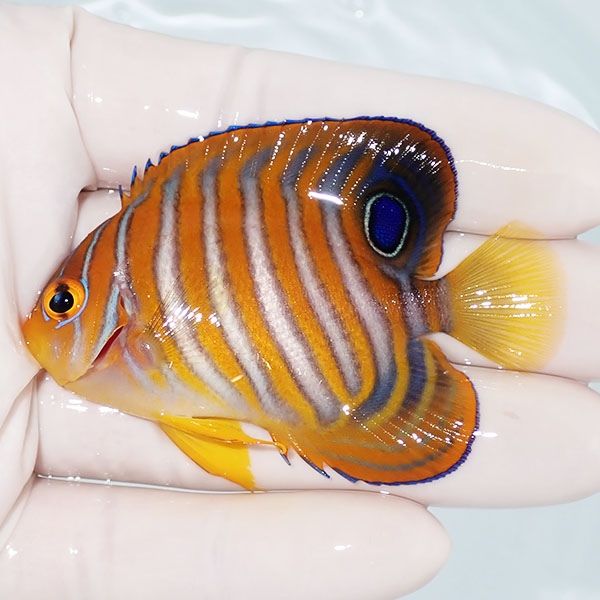 【現物3】ニシキヤッコ 6.7cm±!海水魚 ヤッコ15時までのご注文で当日発...