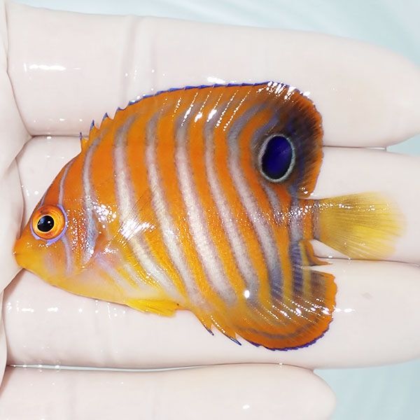 【現物4】ニシキヤッコ 6cm±!海水魚 ヤッコ15時までのご注文で当日発送(...