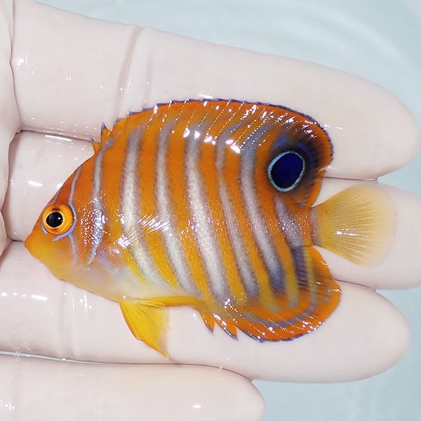 【現物5】ニシキヤッコ 6cm±!海水魚 ヤッコ15時までのご注文で当日発送(...