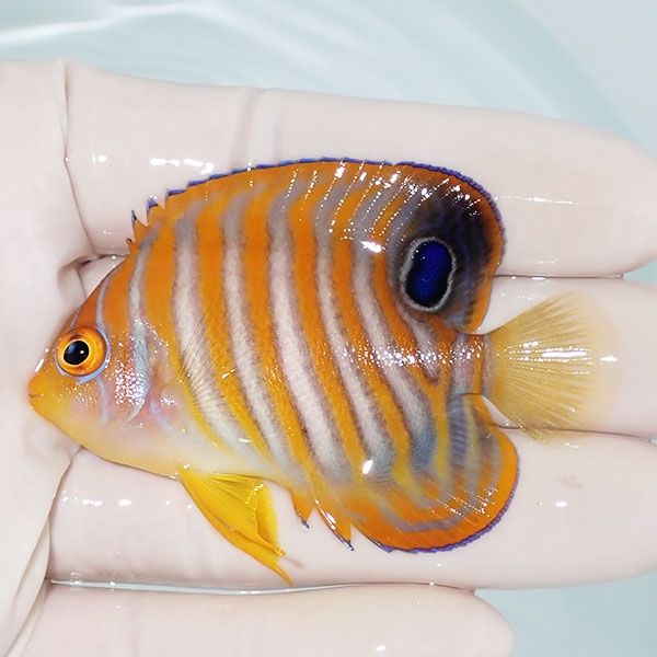 【現物6】ニシキヤッコ 6.5cm±!海水魚 ヤッコ15時までのご注文で当日発...
