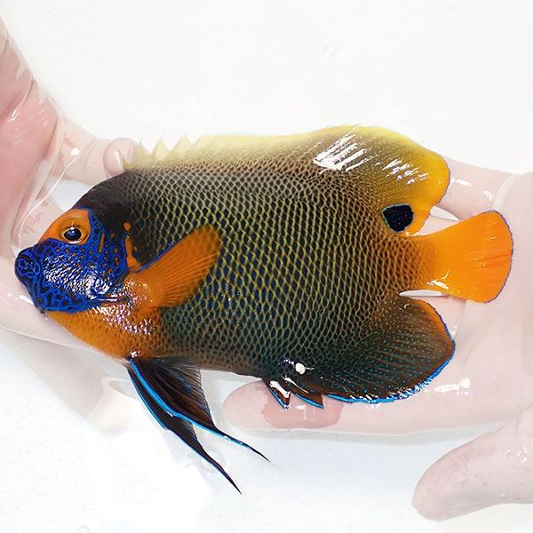 【現物2】 アデヤッコ 成魚 16.5cm±! 海水魚 ヤッコ(t111(t207