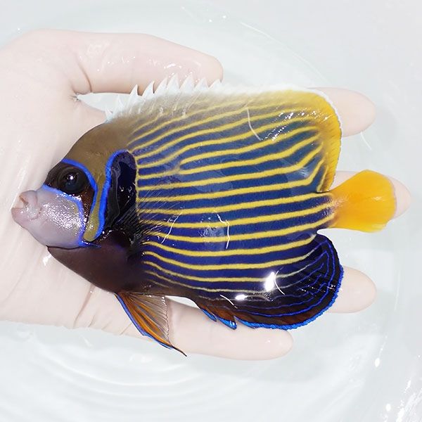 【現物2】タテジマキンチャクダイ 13cm±!海水魚 ヤッコ 15時までのご注...