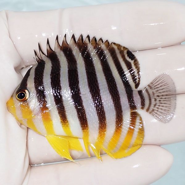 【現物14】sale シマヤッコ 6cm±! 海水魚 生体 15時までのご注文で当日...