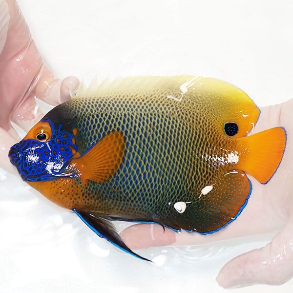 【現物3】アデヤッコ 成魚 18.5cm±! 海水魚 ヤッコ(t111(t207