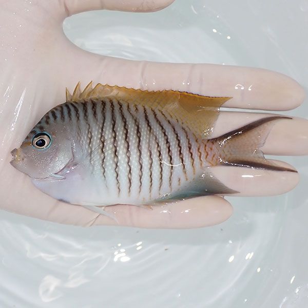 【現物1】 ヤイトヤッコ ♂ 11.5cm± ! 海水魚 ヤッコ 15時までのご注文...