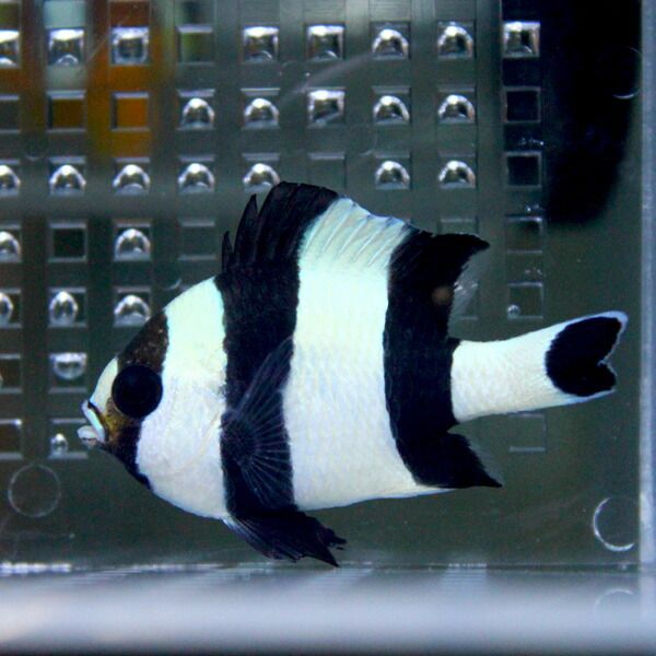 ヨスジリュウキュウスズメダイ 3-4cm±! 海水魚 スズメダイ 餌付けみ 15...