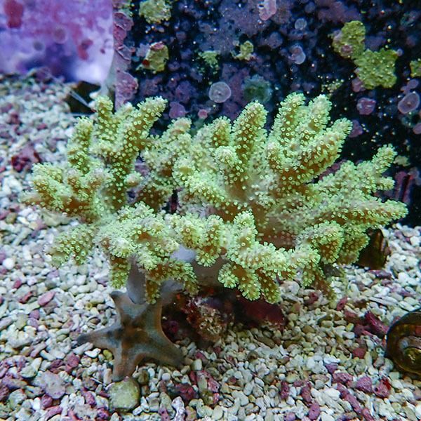 【サンゴ現物4】トサカ.sp 12-11cm 沖縄産!15時までのご注文で当日発送 ...