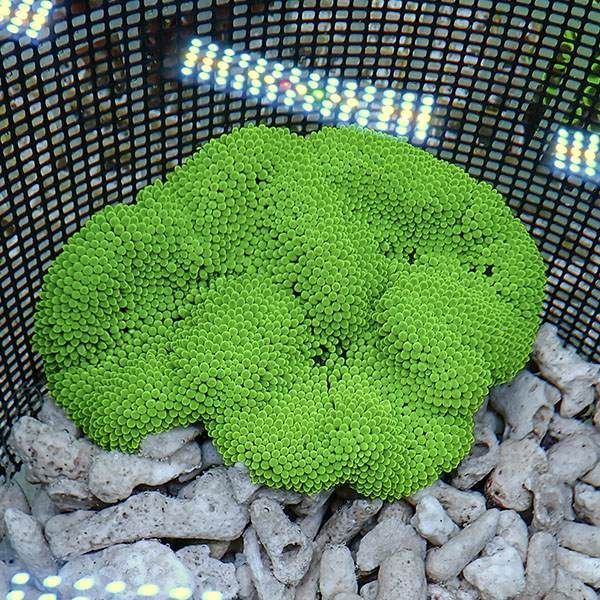 【現物3】ハタゴイソギンチャク グリーン 12-14cm±!15時までのご注文で...