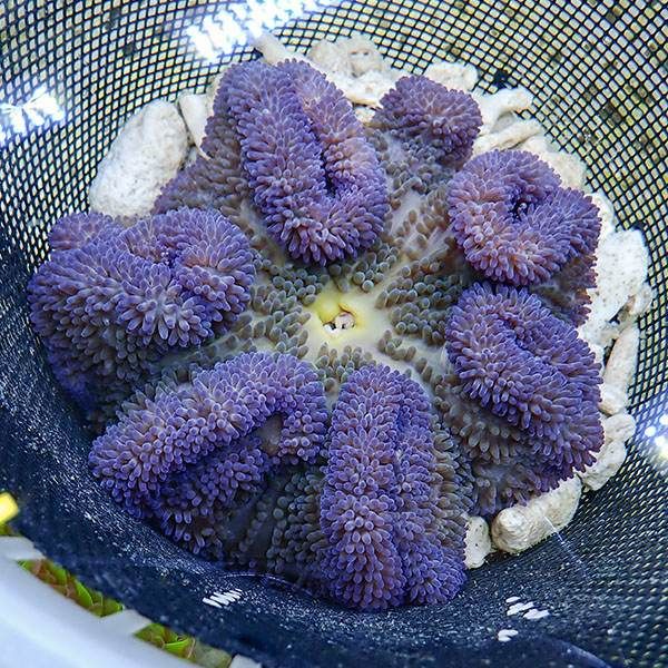【現物4】ハタゴイソギンチャク パープル 18-20cm±!15時までのご注文で...