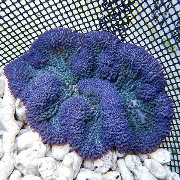 【現物5】ハタゴイソギンチャク ブルーパープル 11-13cm±!15時までのご...
