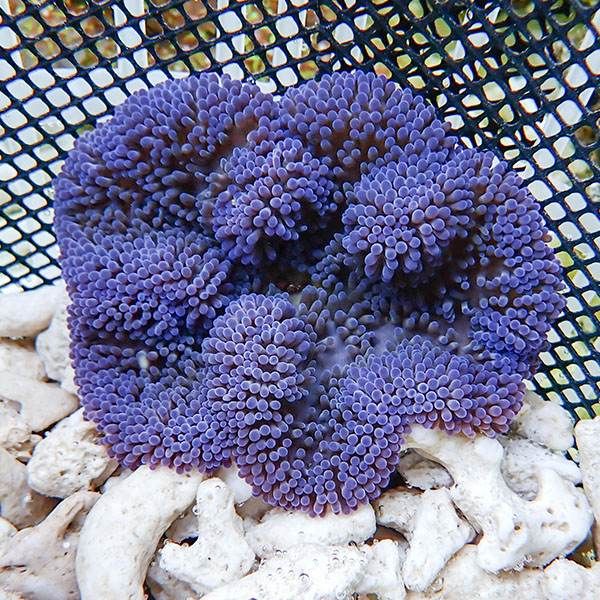 【現物6】ハタゴイソギンチャク パープル 7-9cm±!15時までのご注文で当...