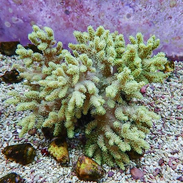 【サンゴ現物5】トサカ.sp 17-15cm沖縄産!15時までのご注文で当日発送 ...