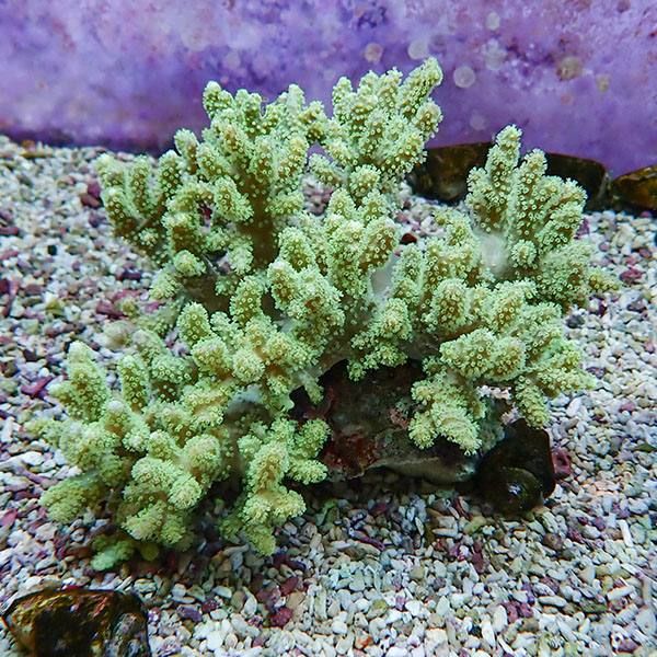 【サンゴ現物6】トサカ.sp 14-12cm沖縄産!15時までのご注文で当日発送 ...