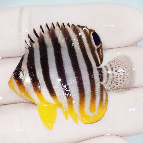【現物15】sale シマヤッコ 4.7cm±! 海水魚 生体 15時までのご注文で当...