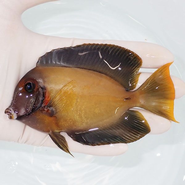 【現物2】クログチニザbig 12cm±! 海水魚 ハギ 15時までのご注文で当日...