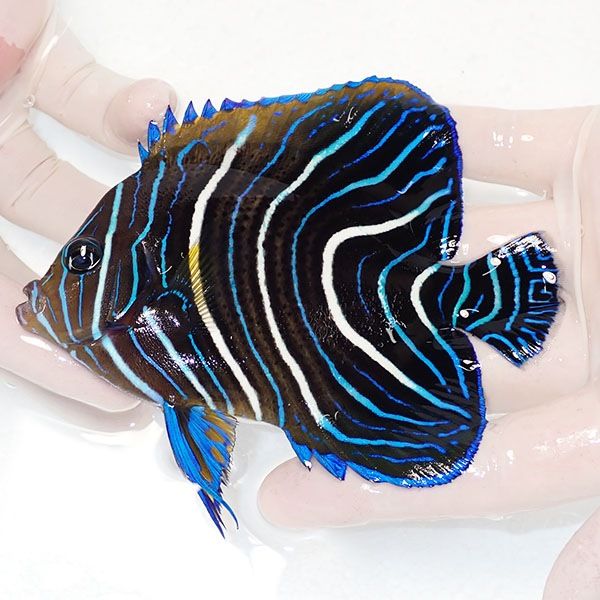 【現物】サザナミヤッコ 12cm± !海水魚 生体 15時までのご注文で当日発...