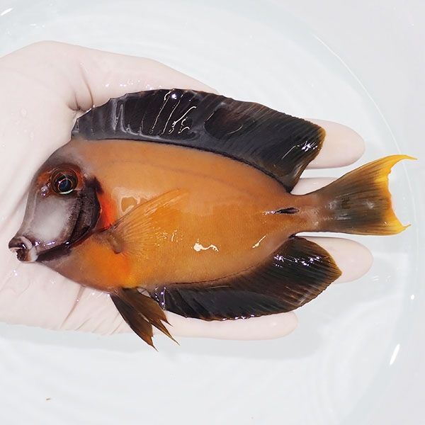 【現物1】クログチニザbig 14cm±! 海水魚 ハギ !15時までのご注文で当日...