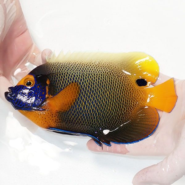 【現物4】 アデヤッコ 成魚 19.5cm±! 海水魚 ヤッコ(t111(t207