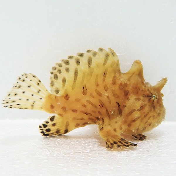 【現物1】ボンボリカエルアンコウ 8.5cm! 海水魚 アンコウ 15時までのご...