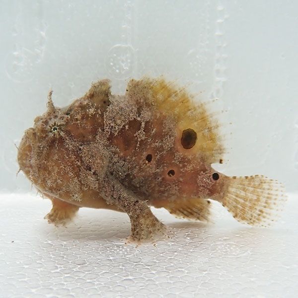 【現物3】フロッグフィッシュ 8.5cm! 海水魚 アンコウ 15時までのご注文...