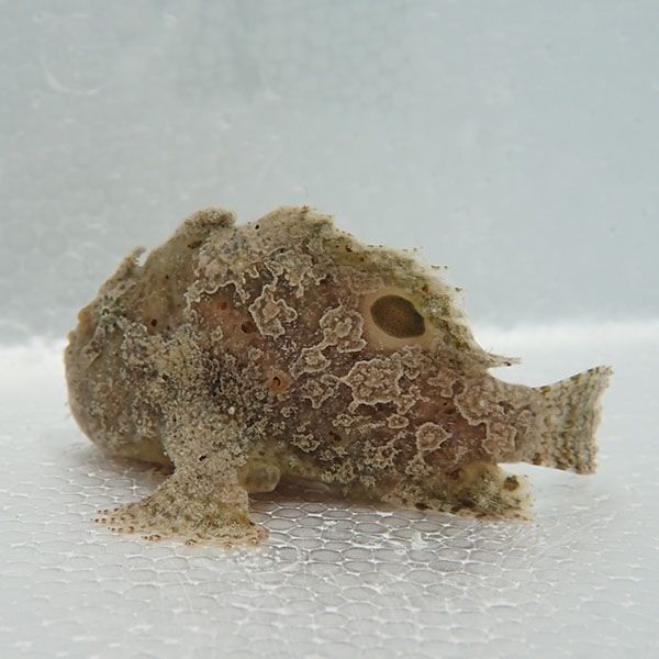【現物1】フロッグフィッシュ 7cm! 海水魚 アンコウ 15時までのご注文で...