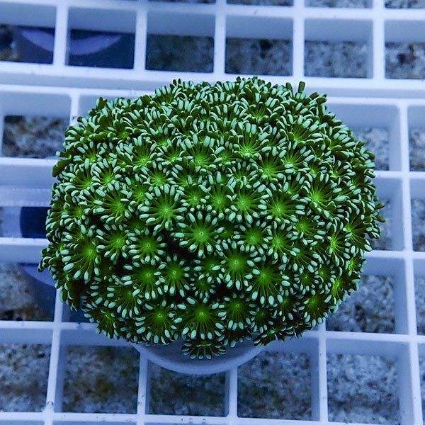 【サンゴ現物2】アワサンゴ! 15時までのご注文で当日発送 【サンゴ】(t221